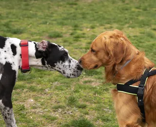 Como saber se o cachorro está brincando ou começando uma briga?
