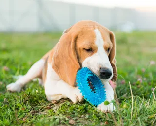 Conheça brinquedos interativos que ajudam a reduzir ansiedade em cães