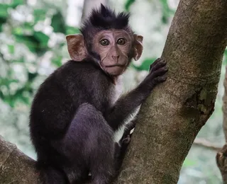 Criança morre ao ser atacada por macaco criado por sua família