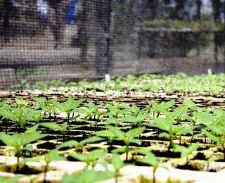 Da semente à mente, com agro não se mente