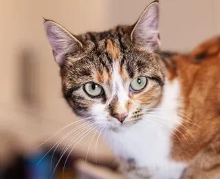 Descubra o segredo por trás da pelagem dos gatos tricolores
