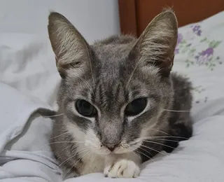 Dilema ético gera sofrimento e faz da eutanásia animal um tabu