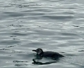Encontrou um animal marinho na praia? Saiba como agir