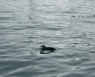 Entenda por que pinguins aparecem na Bahia durante o inverno