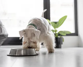 Essa alimentação pode transformar a saúde do seu cachorro