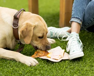 Esse alimento pode estar fazendo mal ao seu cachorro