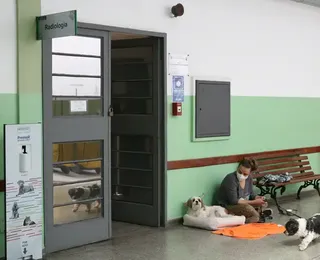 Exercício ilegal da Medicina Veterinária se torna crime no Brasil