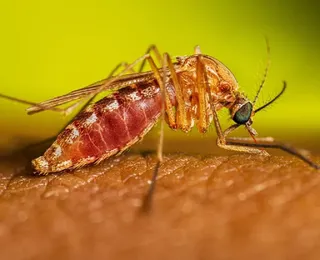 Febre do Nilo avança no Brasil com morte confirmada; veja sintomas
