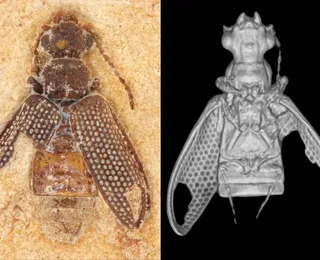 Fósseis de besouros da Era dos Dinossauros são encontrados no Nordeste