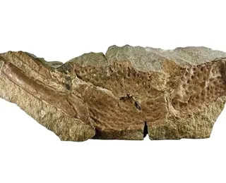 Fóssil de escorpião gigante de 415 milhões de anos é achado por cientistas
