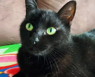Gato vidente que acertou jogos do Brasil faz nova aposta contra Japão