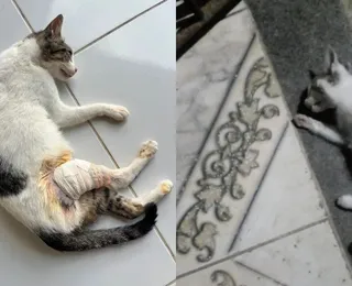 Gatos são achados mortos e moradores denunciam envenenamento na Bahia