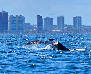 Guia do avistamento de baleias em Salvador: onde ver, como funciona e o que esperar do passeio