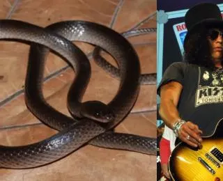Guitarrista do Guns N' Roses é agraciado com nome em espécie de cobra
