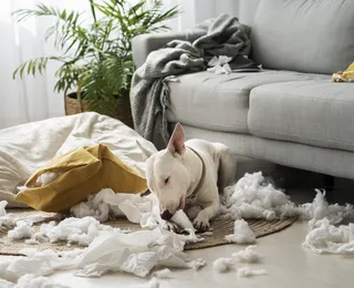 Hábito comum pode encurtar a vida do seu cachorro