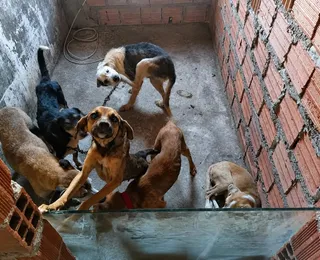 Homem é preso por realizar eutanásia e deixar cães em situações de maus-tratos