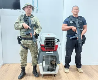 Homem é preso por venda ilegal de macacos-prego em Salvador