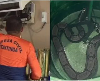 Jiboia é encontrada dentro de aparelho de ar-condicionado