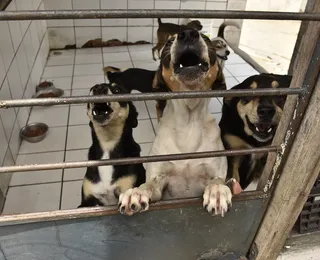 Lei cria site para achar pets perdidos e incentivar adoção de cães e gatos