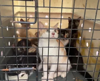 Mais de 50 gatos são resgatados por brasileiros após terremotos na Venezuela