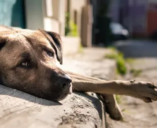 Motoristas que abandonarem animais poderão ter CNH suspensa
