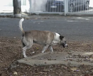 Mulher é proibida de viajar com cachorro em ônibus na Bahia; saiba regras
