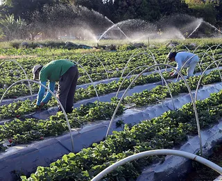 O agricultor e o publicitário