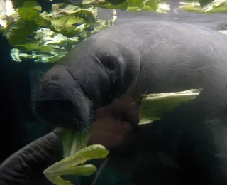 Peixe-boi entra em risco máximo de extinção e acende alerta no Brasil