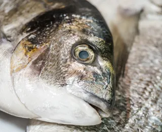 Peixe popular no Brasil entra em extinção e pode ter venda proibida