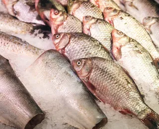 Pele de peixe vira curativo e terá fábrica de R$ 52 milhões no Brasil