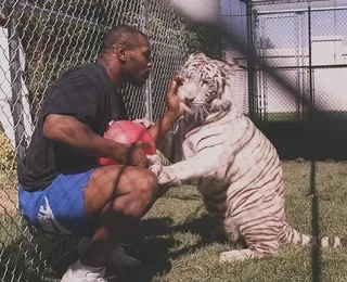 Pet de R$ 400 mil: relembre a história maluca de Mike Tyson e sua tigresa