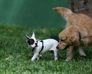 Pets idosos: veja 5 mudanças na rotina que merecem atenção