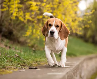 Pets podem ajudar a reduzir o Imposto de Renda