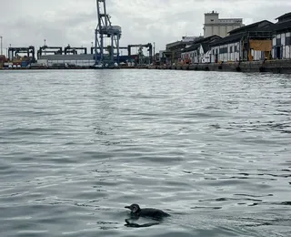 Pinguim é resgatado em área portuária de praia do Comércio