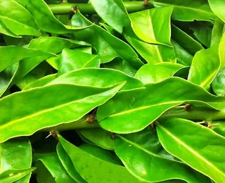 Planta rica em ferro e cálcio ganha espaço na alimentação saudável