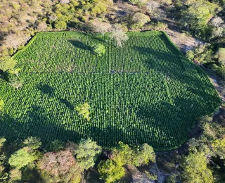 Plantação com 35 mil pés de maconha é destruída na Bahia