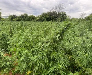 Plantação ilícita de maconha é alvo de operação da Polícia Federal