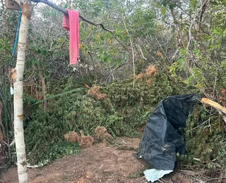 Polícia Civil apreende 1,5 tonelada de maconha na Chapada Diamantina