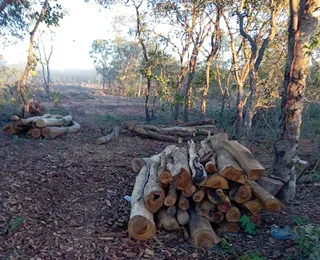 Prefeito de Catolândia é investigado por crime ambiental e usucapião
