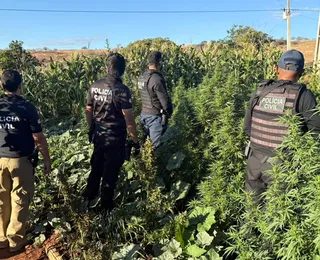 Prejuízo de R$ 500 mil: 100 pés de maconha são erradicados na Bahia