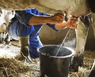 Produção de leite cresce, mas de ovos cai na Bahia