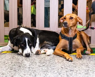 Quer adotar um pet? Projeto 'Adote no Parque' reúne animais resgatados