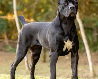 Raças de cães populares correm risco de extinção; veja lista
