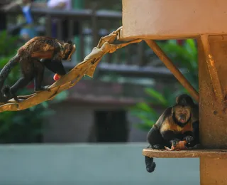 Saiba o que acontece após o resgate de um animal em situação de risco