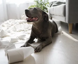Sangue na urina do cachorro: o que pode ser e quando se preocupar