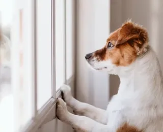 Seu pet passa o dia sozinho em casa? Saiba 5 riscos graves que ele corre