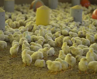Sexagem 'in ovo' ganha força no Brasil e promete acabar com abate de pintinhos