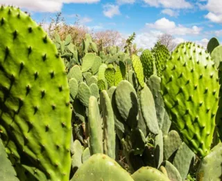 Tecnologia cria 'mar verde' contra a seca no sertão da Bahia
