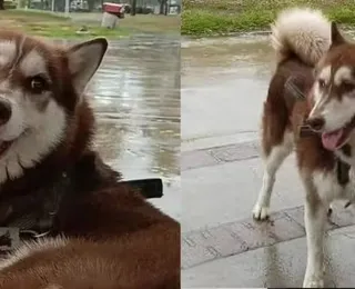 Tutores de pets podem ganhar pensão após separação; saiba como