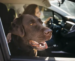 Uber Pet e mais: conheça os apps de transporte ideais para o seu “bichinho”